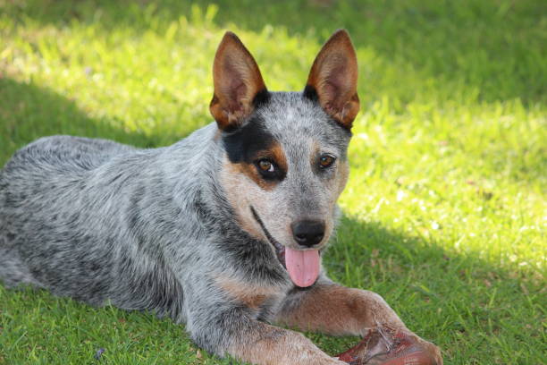 13 Best Dog Foods For Australian Cattle Dogs 2023 (Puppies, Adults ...